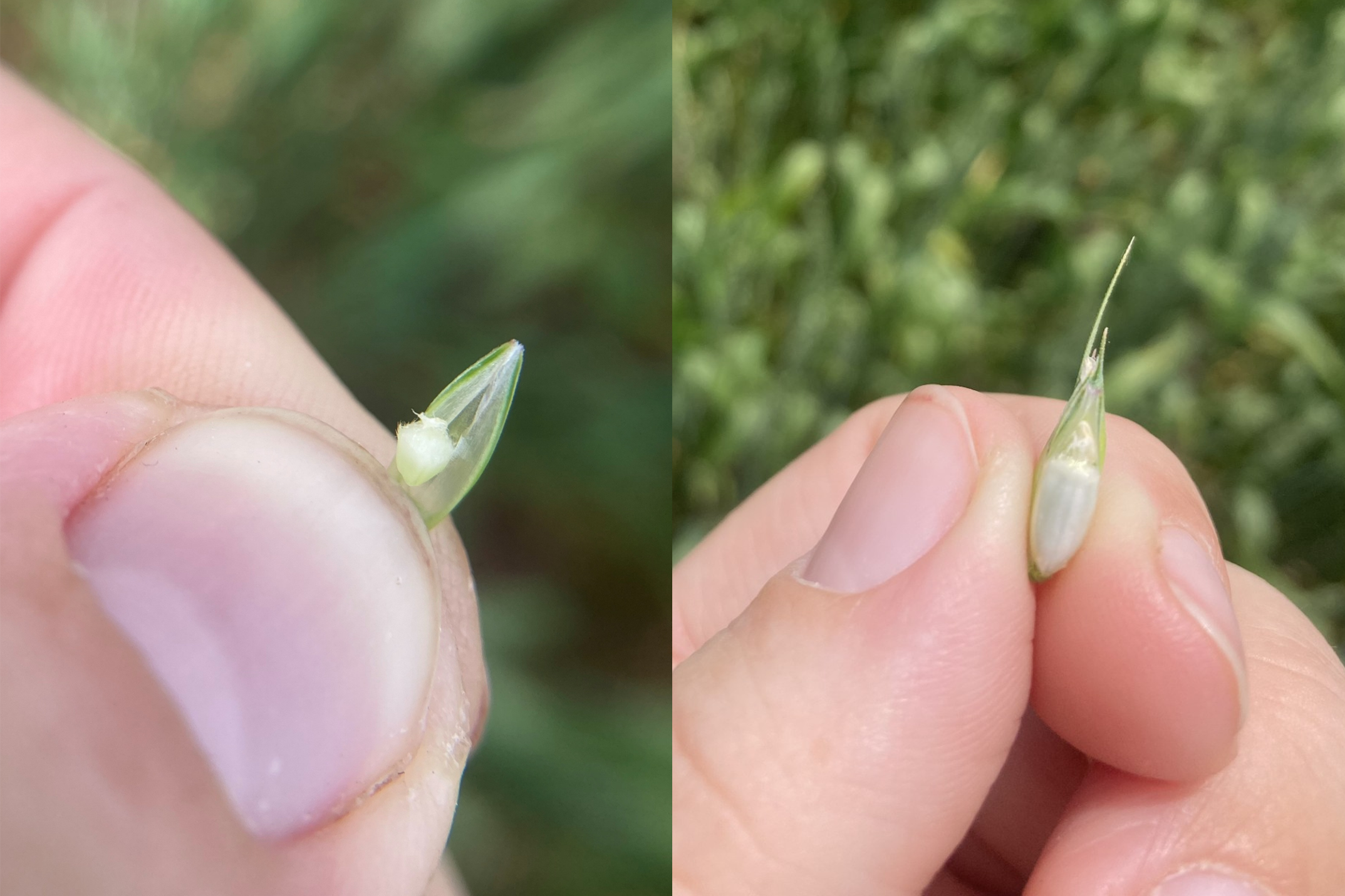 The small wheat kernel forming after pollination (left) and continuing to elongate (right).